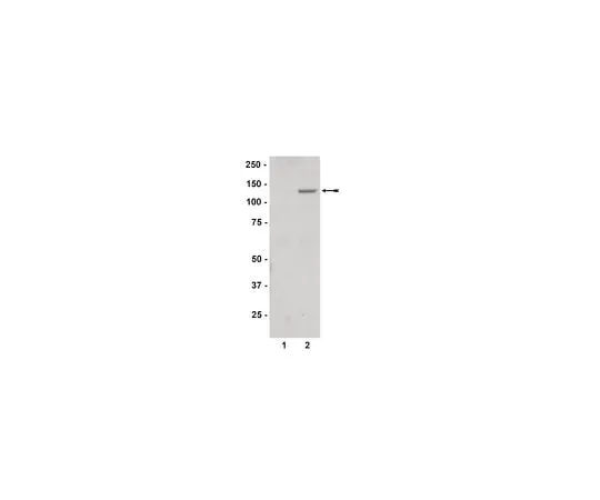 62-8385-89 Anti-phospho-JAK2 (Tyr1007/1008); 200 μg 07-606