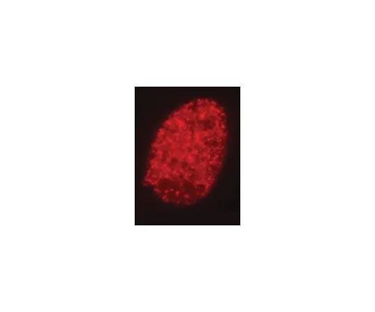 62-8385-08 Anti-dimethyl-Histone H3 (Lys9); 100 μg 07-441