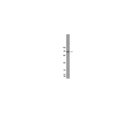 62-8371-90 Anti-HSP90; 100 μg 05-594