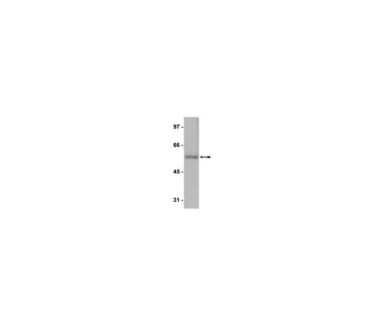 62-8370-73 Anti-E2F-4, clone GG22-2A6; 200 μg 05-312