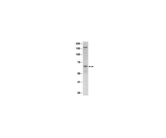 62-8385-97 A-PHOSPHO-AMPK (THR172) 200UL 07-626