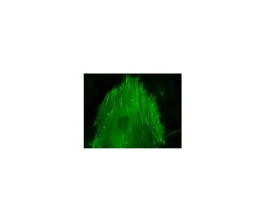 62-8394-39 LentiBrite(TM) α-actinin-GFP Lentiviral Biosensor 17-10156