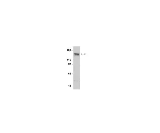 62-8368-91 Anti-NR2A, clone A12W; 100 μL 04-901