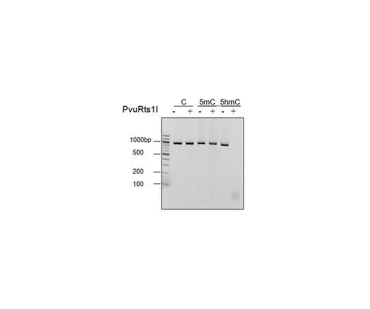 62-8391-87 PvuRts1I (5-hmC Restriction Endonuclease) 14-1058