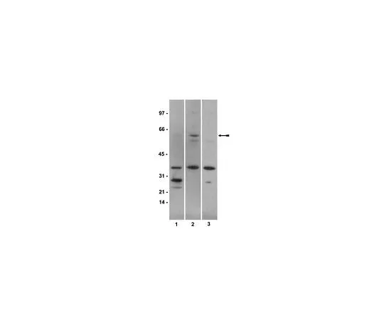 62-8381-92 Anti-phospho-Smad1 (Ser463/465); 100 μg 06-702
