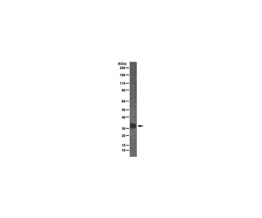 62-8375-28 Anti-Gemin2, clone 2E17; 100 μg 05-1540