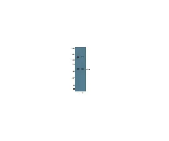 62-8389-41 anti-ALK7; 200 μL 09-158