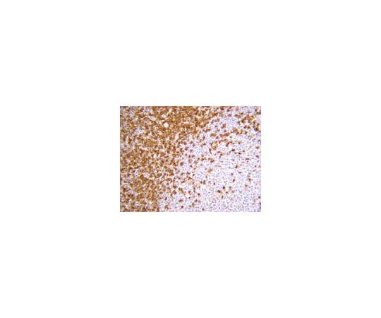 62-8374-86 Anti-CD45RA, Clone MEM 56;100 μg 05-1413