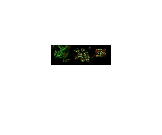 62-8388-47 Anti-DNMT3A2; 100 μg 7-50