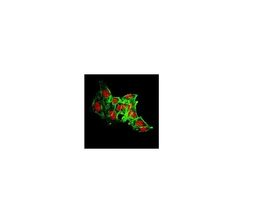 62-8388-07 Anti-JMJD4 (N-terminus); 100 μg 07-1538