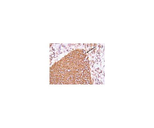 62-8389-42 Anti-Wnt3A; 100μL 09-162