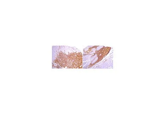 62-8454-75 Anti-Osteopontin, aa 75-90; 100 μL AB10910