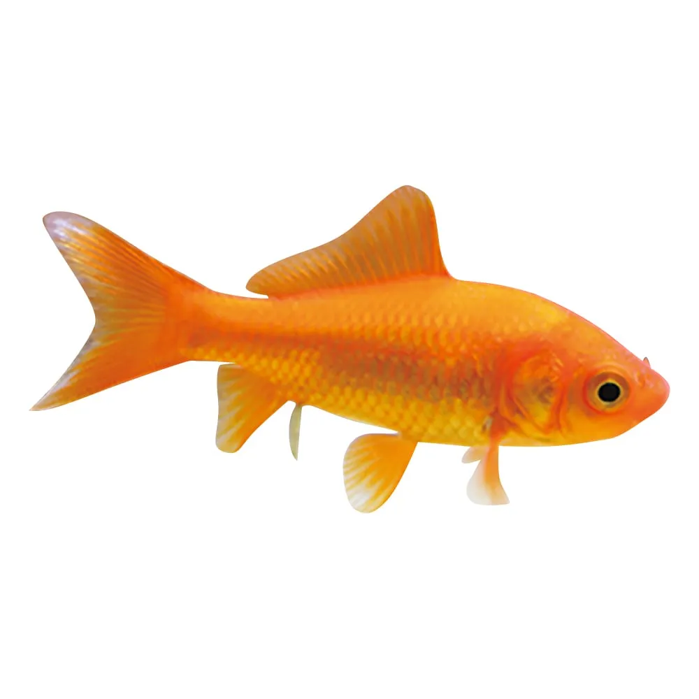 3-3314-12 Fish and amphibian goldfish for experimental and research purposes (Red Minor)