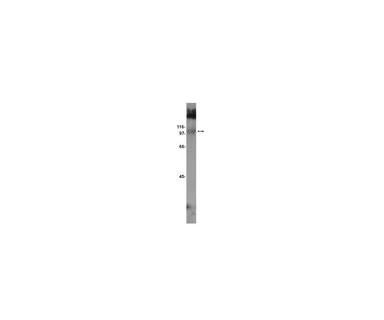 62-8384-19 Anti-mGluR7; 200 μg 07-239