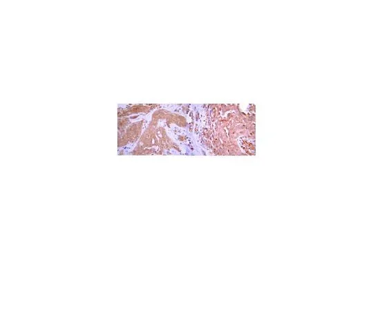 62-8454-76 Anti-Osteocalcin, aa 59-74; 100 μL AB10911