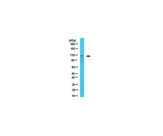 62-8459-73 Anti-PAX3/7BP Antibody ABD85