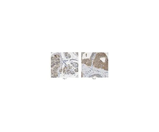 62-8457-32 Anti-PATE1 ABC244