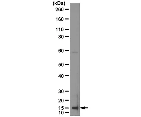 62-8444-92 Anti-Interleukin-1β AB1413-I
