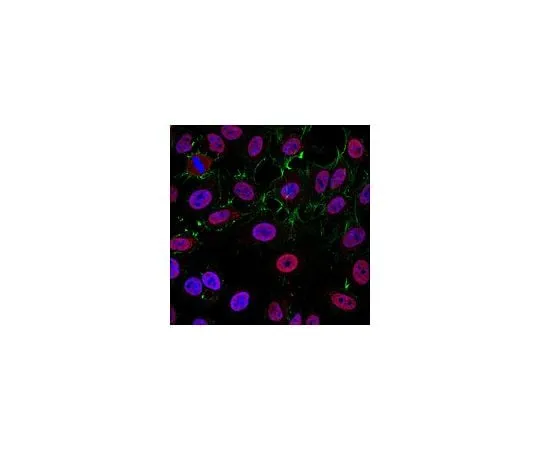 62-8463-69 Anti-KAT7 Antibody (HBO1 / MYST2) ABE1436