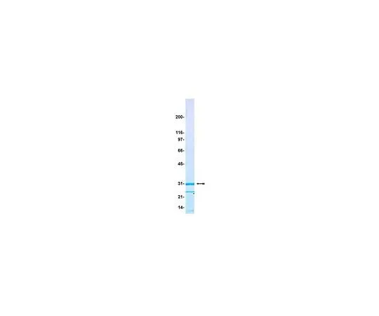 62-8391-41 Green Fluorescent Protein; 300 μg 14-392
