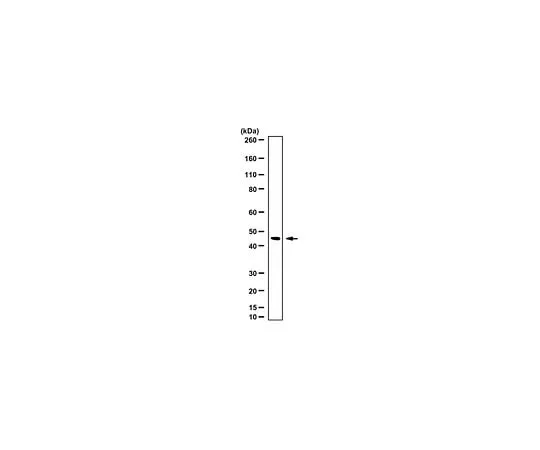 62-8458-67 Anti-FANCF ABC519