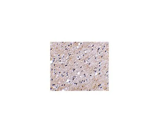 62-8466-72 Anti-NIPSNAP ABN343