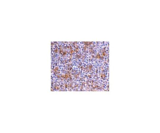 62-8462-46 Anti-APOBEC3G ABE607