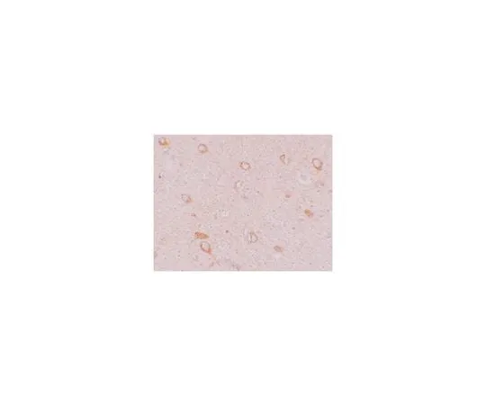 62-8464-82 Anti-CIITA ABF212