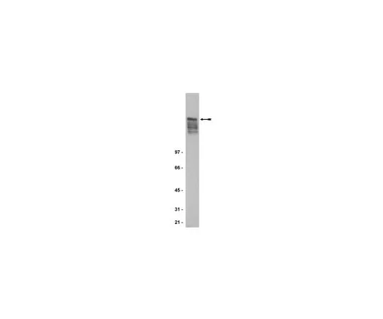 62-8370-79 Anti-MAP2, clone 5F9; 200 μg 05-346