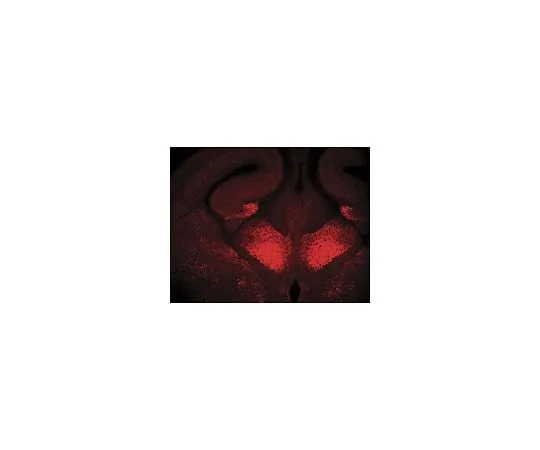 62-8450-24 Anti-Prox 1; 100 μL AB5475