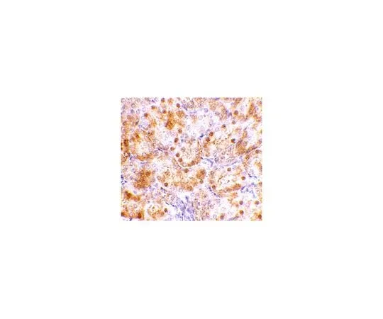 62-8466-81 Anti-NENF ABN352