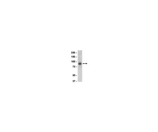 62-8386-18 Anti-LINGO-1; 100 μg 07-678