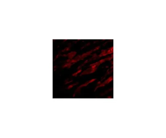 62-8457-62 Anti-PDL-1 ABC324