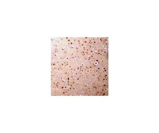 62-8459-88 Anti-NANOS3 ABD135