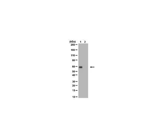 62-8460-02 Anti-acetyl-c-Myc (Lys323) ABE26
