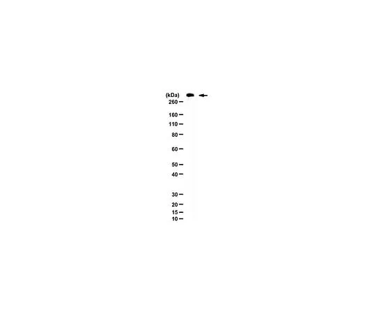 62-8446-77 Anti-MAP-2; 100 μg AB2290