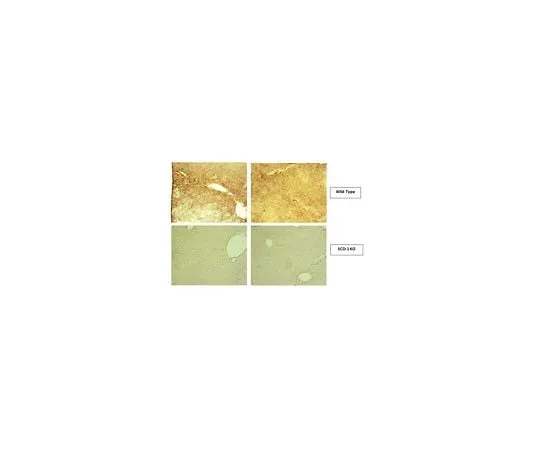 62-8467-98 Anti-Stearoyl-CoA desaturase 1 Antibody ABN1003