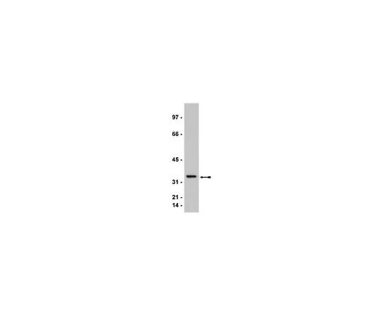 62-8385-99 Anti-cdk2; 100 μg 07-631