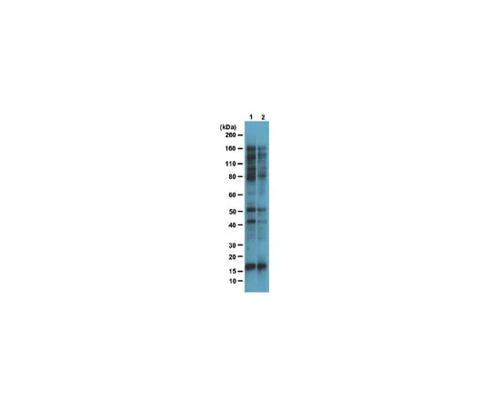 62-8374-49 Anti-O-GlcNAc, clone 9D1.E4(10); 100 μg 05-1245