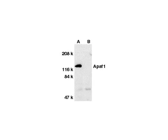 62-8455-96 Anti-Apaf-1, C-terminus; 100 μg AB16503