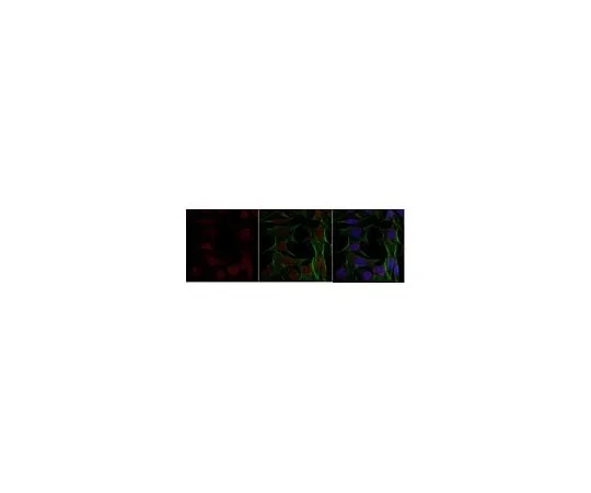 62-8463-56 Anti-TFE3 ABE1400