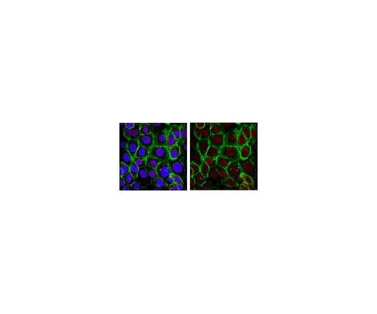 62-8388-70 Anti-PCNA; 100 μg 7-62