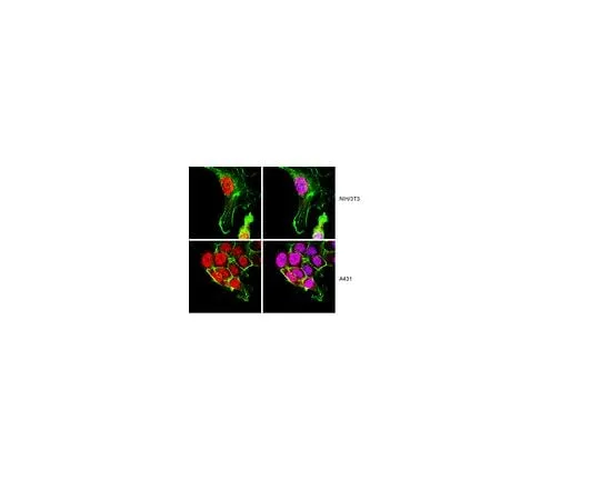 62-8388-29 Anti-FOXO4; 100 μg 07-1720