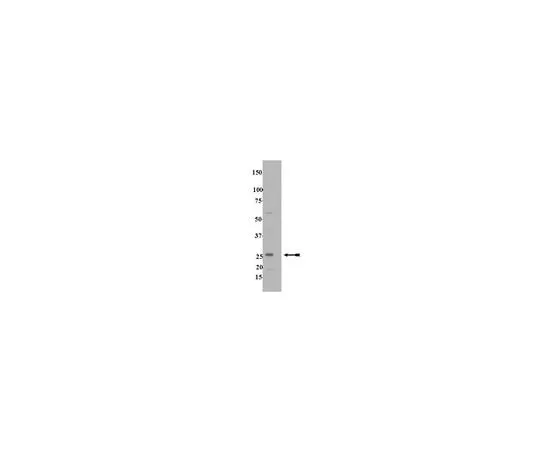 62-8386-64 Anti-Rab13 07-794