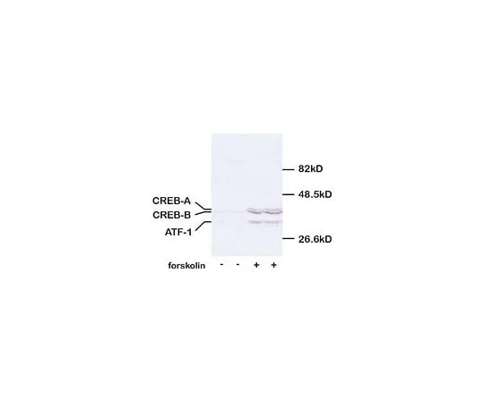 62-8447-82 Anti-CREB, pSer133; 100 μL AB3442
