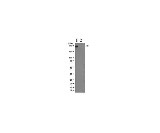 62-8369-47 Anti-RNA polymerase II subunit B1 (phospho-CTD Ser-7) Antibody, clone 4E12 Cat. No. 04-1570-I 04-1570-I