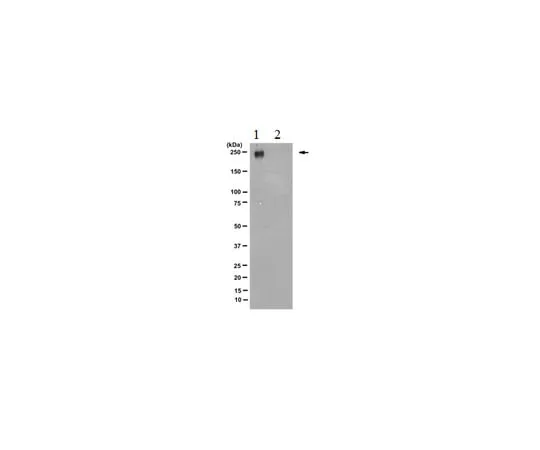 62-8369-51 Anti-RNA polymerase II subunit B1 (phospho-CTD Ser-5) Antibody, clone 3E8 Cat. No. 04-1572 04-1572-I