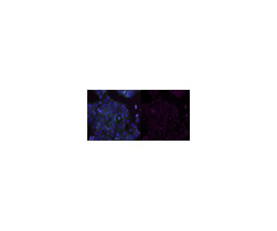 62-8371-49 Anti-TCF-4 Antibody, clone 6H5-3, Alexa Fluor(R) 647 Conjugate 05-511-AF647