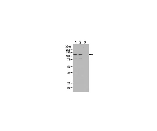 62-8385-45 Anti-phospho-BMK1/Erk5 (Thr218/Tyr220); 200 μL 07-507