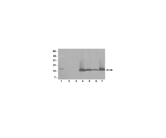 62-8368-59 Anti-mono/di/trimethyl-Histone H3 (Lys4), clone AW304; 100 μL 04-791